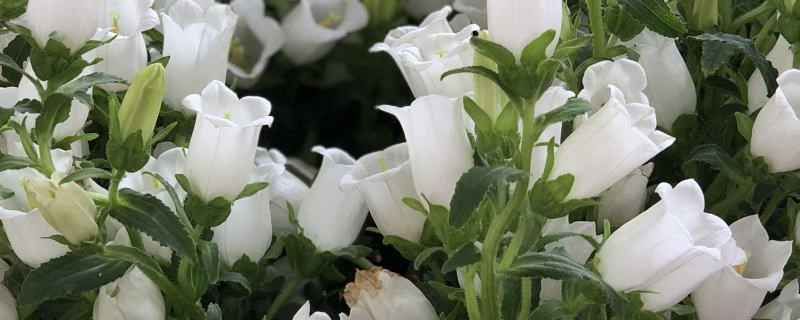 风铃花叶子病了怎么办 风铃花叶子病了怎么办