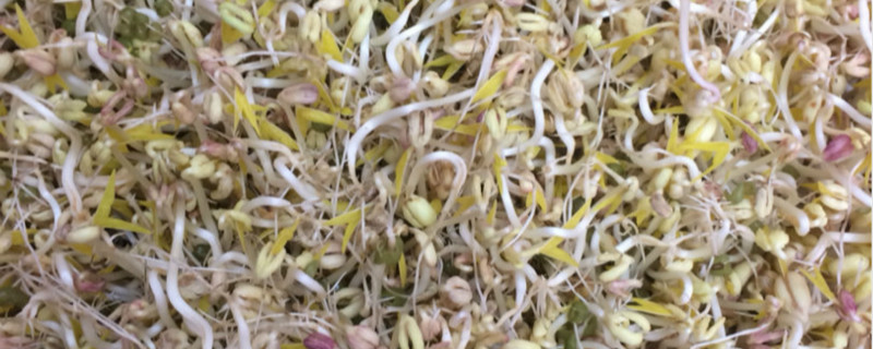 水培黄豆的步骤,水培出的黄豆苗能吃吗 水培黄豆的步骤,水培出的黄豆苗能吃吗