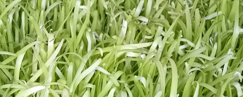 黄韭盆景回家怎么种植,怎么养护 黄韭盆景回家怎么种植,怎么养护