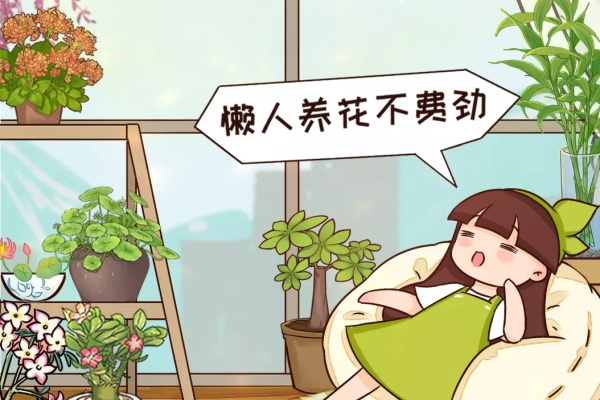 懒人救星!最好养的花就是它,绿萝竟然排不上号! 懒人救星!最好养的花就是它,绿萝竟然排不上号!
