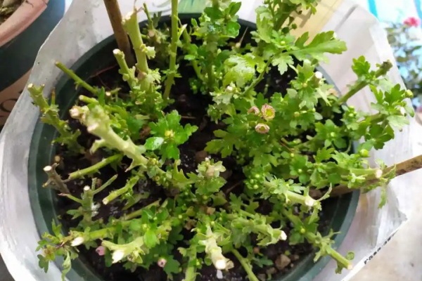 4月花事,修剪、扦插···现在做刚刚好! 4月花事,修剪、扦插···现在做刚刚好!
