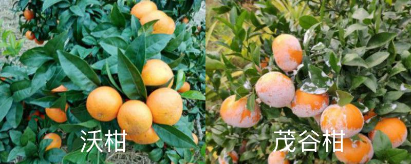 沃柑和茂谷柑区别,分别怎么养护 沃柑和茂谷柑区别,分别怎么养护