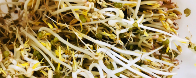 银芽是什么菜,和绿豆芽的区别 银芽是什么菜,和绿豆芽的区别