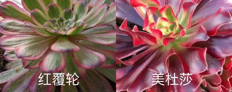 红覆轮和美杜莎区别,分别怎么养 红覆轮和美杜莎区别,分别怎么养