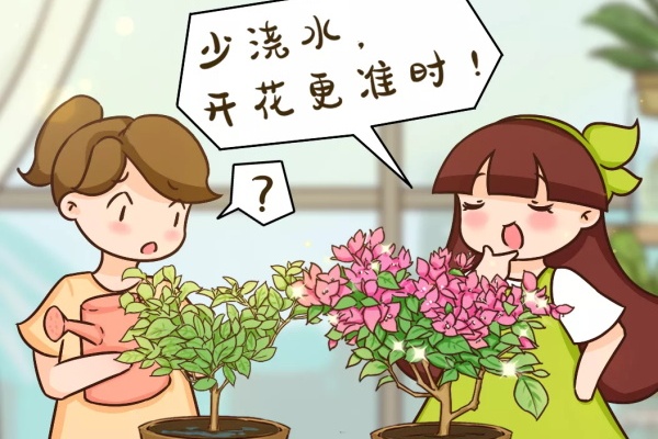 10种耐旱植物,平时少浇水,开花更准时! 10种耐旱植物,平时少浇水,开花更准时!