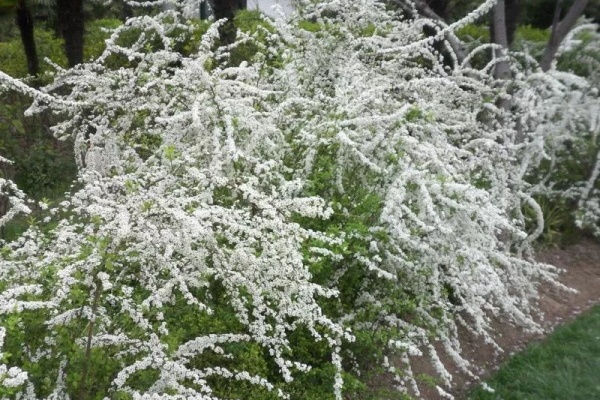 这花一开像下雪,花量多到压弯枝,大夏天也能赏雪! 这花一开像下雪,花量多到压弯枝,大夏天也能赏雪!