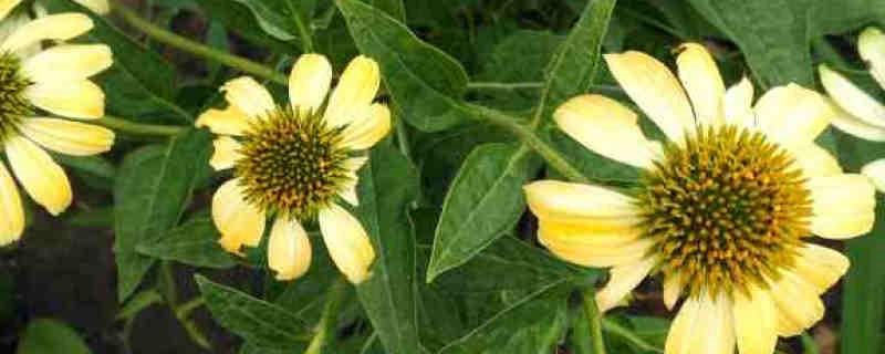 松果菊的开花时间,如何延长花期 松果菊的开花时间,如何延长花期