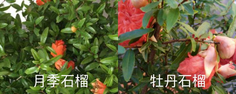 月季石榴和牡丹石榴的区别,分别怎么养护 月季石榴和牡丹石榴的区别,分别怎么养护