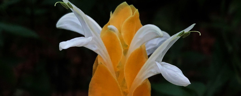金苞花叶子变黄什么原因,黄叶怎么办 金苞花叶子变黄什么原因,黄叶怎么办