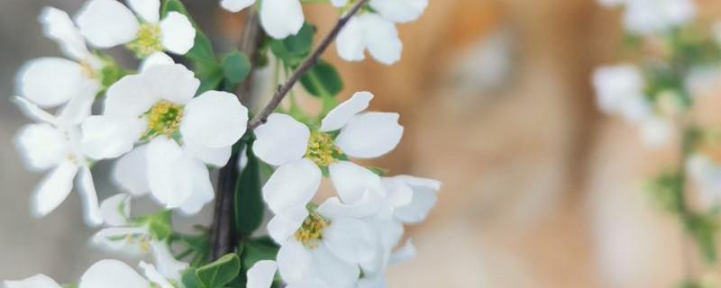 喷雪花开花后怎么修剪,花后怎么养 喷雪花开花后怎么修剪,花后怎么养