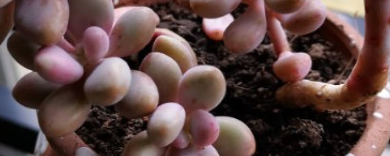 桃蛋多肉的养殖方法和注意事项 桃蛋多肉的养殖方法和注意事项