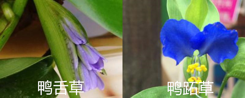 鸭舌草和鸭跖草的区别，分别怎么养护