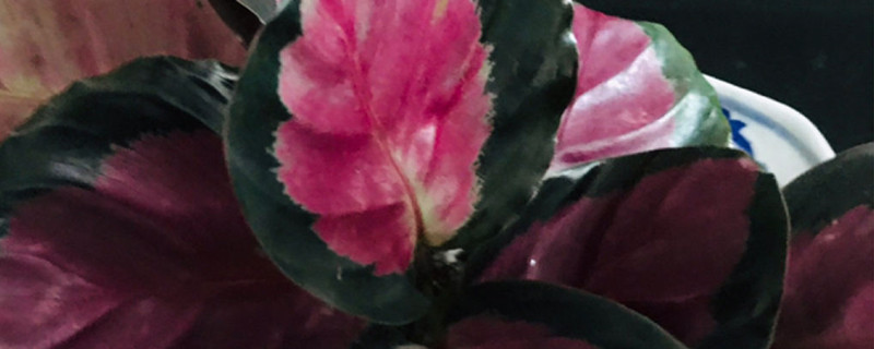 紫背竹芋叶子尖干枯怎么回事，叶尖干枯怎么办