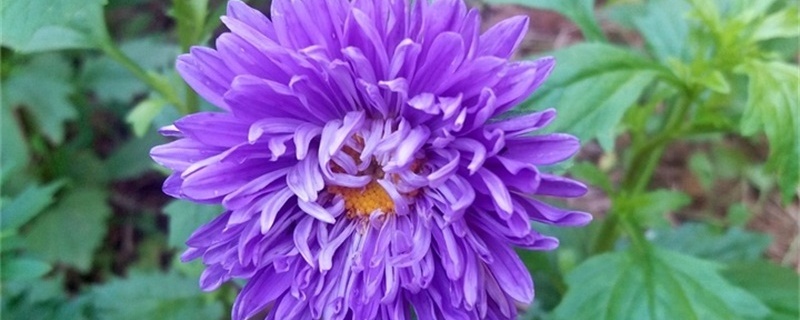 翠菊怎么养护,需要摘心吗 翠菊怎么养护,需要摘心吗
