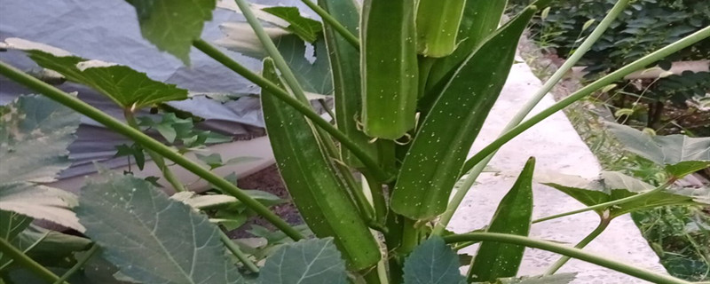 秋葵播种时间和方法 秋葵播种时间和方法