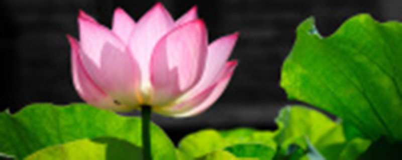 盆景荷花怎么养殖,养殖注意事项 盆景荷花怎么养殖,养殖注意事项