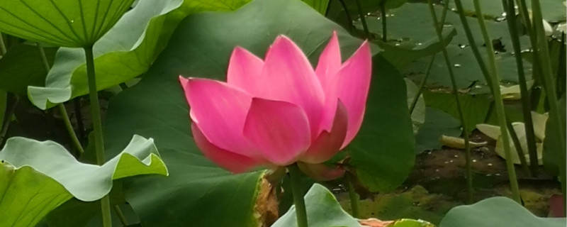 盆栽荷花开花后管理,可以修剪吗 盆栽荷花开花后管理,可以修剪吗