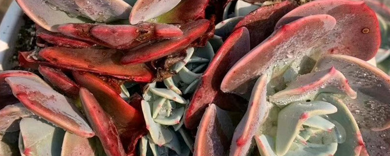 红粉台阁多肉怎么繁殖,什么时候繁殖 红粉台阁多肉怎么繁殖,什么时候繁殖