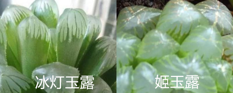 冰灯玉露和姬玉露区别,怎么养能变透明 冰灯玉露和姬玉露区别,怎么养能变透明