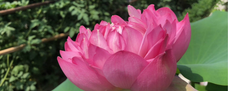 荷花叶子发黑怎么回事呢,叶子发黑怎么办 荷花叶子发黑怎么回事呢,叶子发黑怎么办