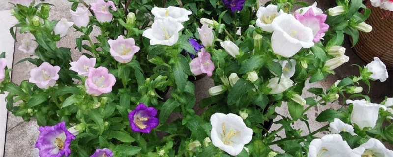 风铃花怎么养,适合室内养吗 风铃花怎么养,适合室内养吗