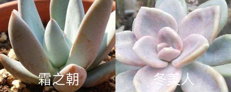 霜之朝和冬美人的区别,分别怎么养护 霜之朝和冬美人的区别,分别怎么养护