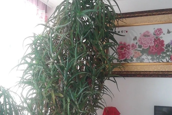 这盆花养20年,都没换过盆,3米高直冲房顶! 这盆花养20年,都没换过盆,3米高直冲房顶!
