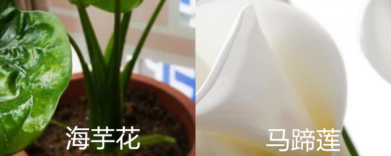 海芋花和马蹄莲的区别,分别怎么养护 海芋花和马蹄莲的区别,分别怎么养护
