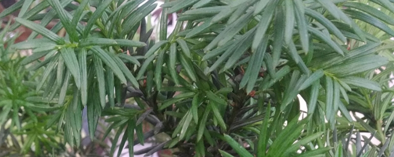 曼地亚红豆杉的养殖方法和注意事项 曼地亚红豆杉的养殖方法和注意事项
