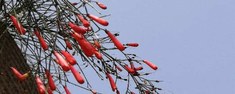 炮仗竹的养殖方法和注意事项 炮仗竹的养殖方法和注意事项