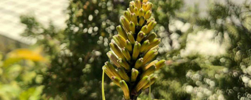 火炬花的养殖方法和注意事项