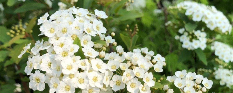 麻叶绣线菊怎样种植,什么时候种植 麻叶绣线菊怎样种植,什么时候种植