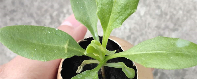 非洲冰草怎么种植,什么时候种植 非洲冰草怎么种植,什么时候种植