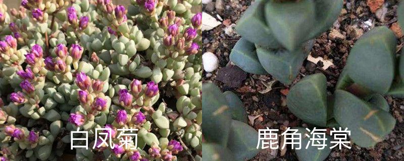 白凤菊和鹿角海棠区别,分别怎么养护 白凤菊和鹿角海棠区别,分别怎么养护