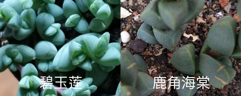 碧玉莲和鹿角海棠区别,分别怎么养护 碧玉莲和鹿角海棠区别,分别怎么养护