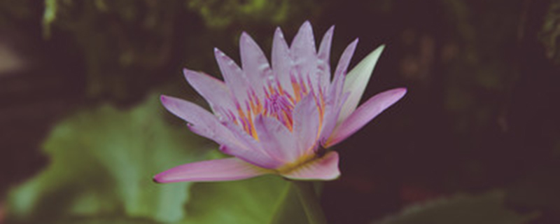 莲花有几个花瓣 莲花有几个花瓣