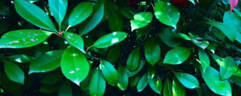 植物细胞都有叶绿体吗 植物细胞都有叶绿体吗