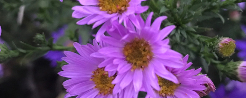 荷兰菊怎么养,能养几年 荷兰菊怎么养,能养几年