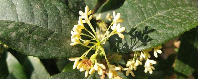 四季桂花的养殖方法和注意事项 四季桂花的养殖方法和注意事项