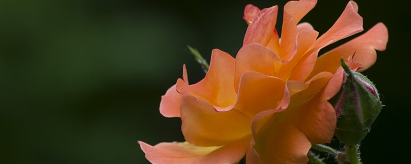 月季花叶子发黄枯萎是怎么回事,黄叶萎蔫怎么办 月季花叶子发黄枯萎是怎么回事,黄叶萎蔫怎么办