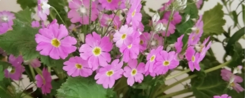 四季樱草的种植方法,什么时候种植 四季樱草的种植方法,什么时候种植
