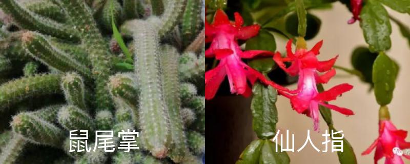 鼠尾掌和仙人指的区别,不开花咋回事 鼠尾掌和仙人指的区别,不开花咋回事