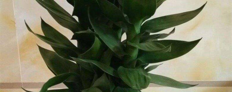 观音竹叶子发黄是怎么回事,黄叶怎么办 观音竹叶子发黄是怎么回事,黄叶怎么办