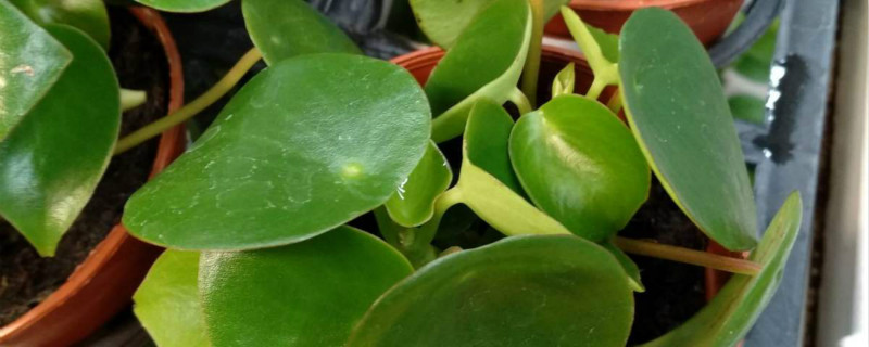 荷叶椒草养殖方法,和镜面草的区别 荷叶椒草养殖方法,和镜面草的区别