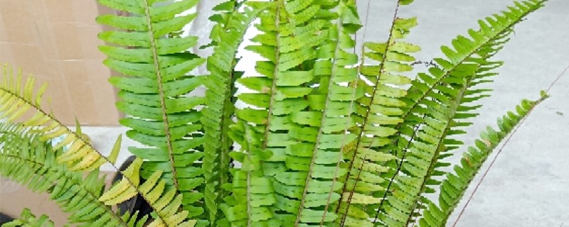 肾蕨怎么种植,什么时候种植 肾蕨怎么种植,什么时候种植