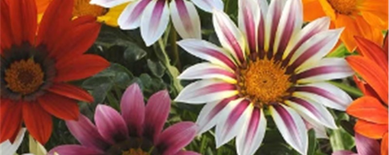 勋章菊什么时候播种,怎么播种 勋章菊什么时候播种,怎么播种