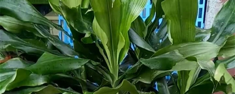 螺纹铁开花后怎么处理,开花后怎么养 螺纹铁开花后怎么处理,开花后怎么养