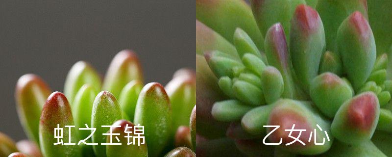 虹之玉锦和乙女心的区别,分别怎么养护 虹之玉锦和乙女心的区别,分别怎么养护