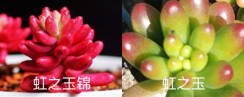 虹之玉锦和虹之玉有什么区别,怎么养出锦 虹之玉锦和虹之玉有什么区别,怎么养出锦