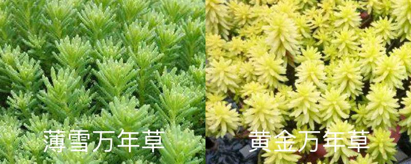 薄雪万年草和黄金万年草区别,分别怎么养护 薄雪万年草和黄金万年草区别,分别怎么养护
